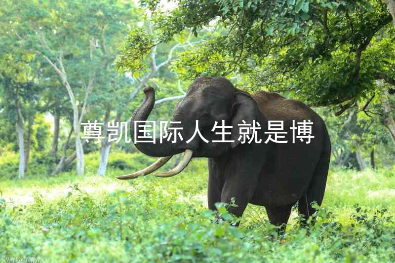 尊凯国际人生就是博